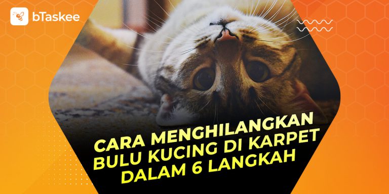 Cara menghilangkan bulu kucing di karpet.