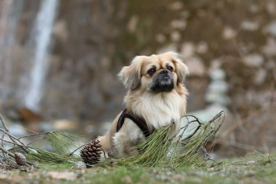 Hiện nay, chó Bắc Kinh lai Phốc Sóc không thường được bán tại các trang trại nhân giống hoặc cửa hàng thú cưng.