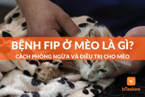 fip ở mèo