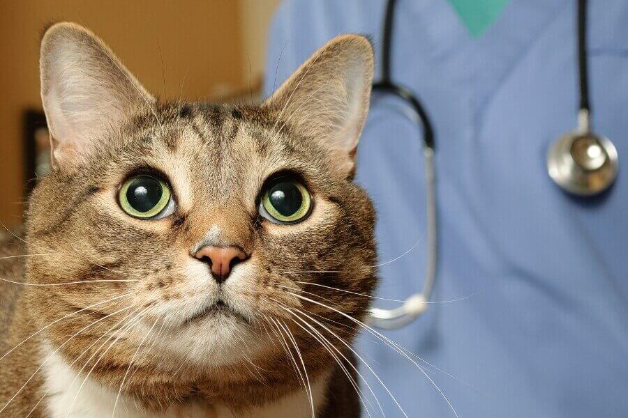 Đưa mèo đi kiểm tra sức khỏe định kỳ 2 - 3 lần/năm để phòng ngừa bệnh.
