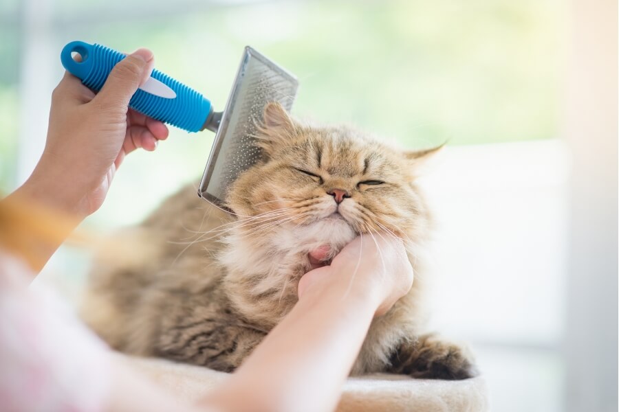 Thường xuyên chải lông cho mèo Anh lông dài để đảm bảo sức khỏe cho thú cưng.