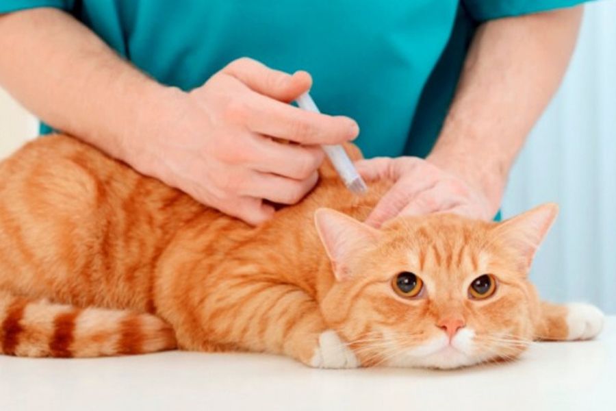 Đưa mèo đi tiêm vaccine dại là cách tốt nhất đề phòng mèo bị dại.