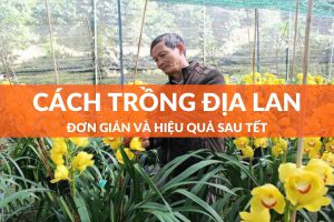 cách trồng địa lan sau tết