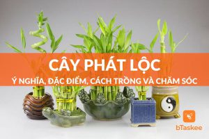 cây phát lộc