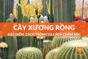 cây xương rồng