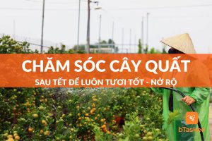 chăm sóc cây quất sau tết