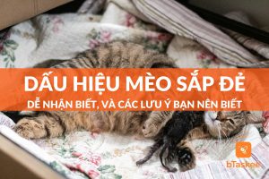 dấu hiệu mèo sắp đẻ