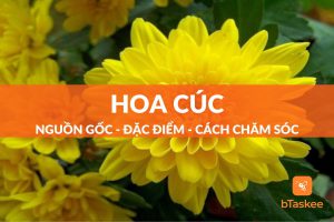 hoa cúc