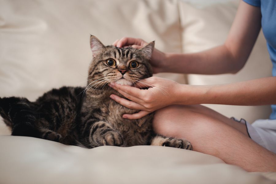 Nhiều mèo ALN khi quấn quýt người thường hay cắn người ngay cả khi bạn là chủ của chúng.