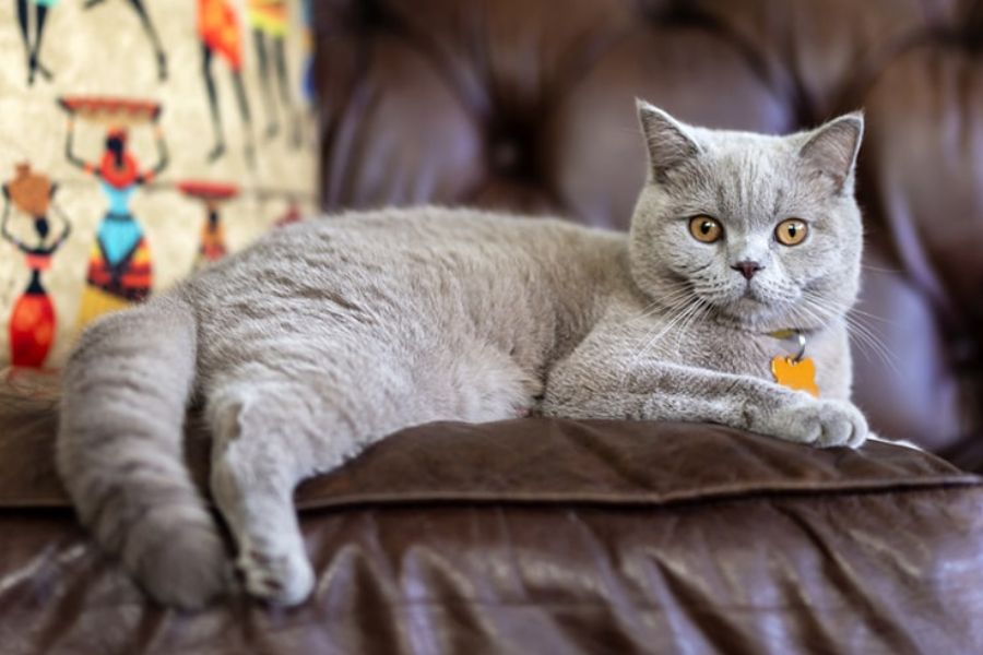 Mèo Anh lông ngắn được mệnh danh là một trong những giống mèo đẹp nhất Thế giới.