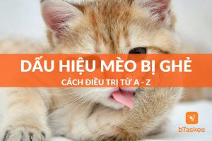 mèo bị ghẻ