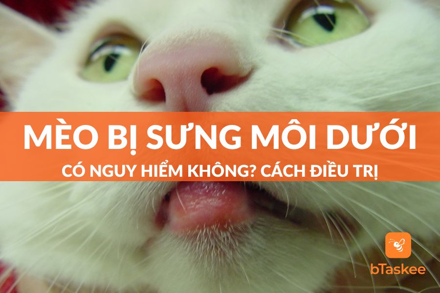 mèo bị sưng môi dưới