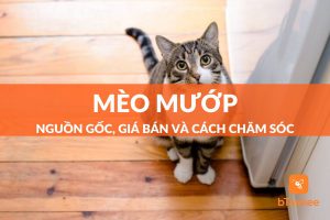 mèo mướp