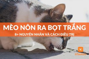 mèo nôn ra bọt trắng