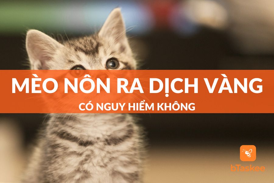 mèo nôn ra dịch vàng