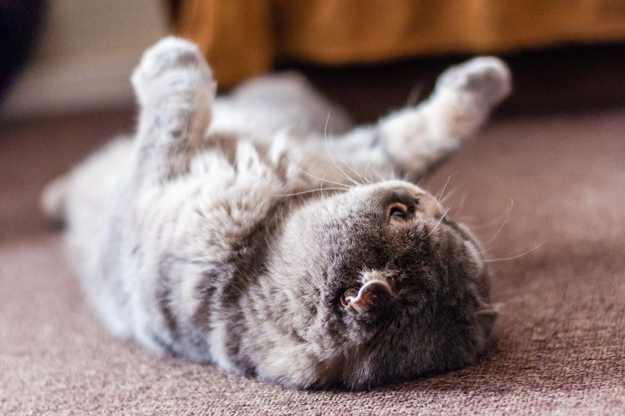 Mèo Scottish Fold rất quấn chủ, thích được vuốt ve.