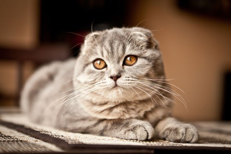Mèo tai cụp rất dễ gặp phải các vấn đề về xương, sụn, bệnh lý về tim, béo phì,...