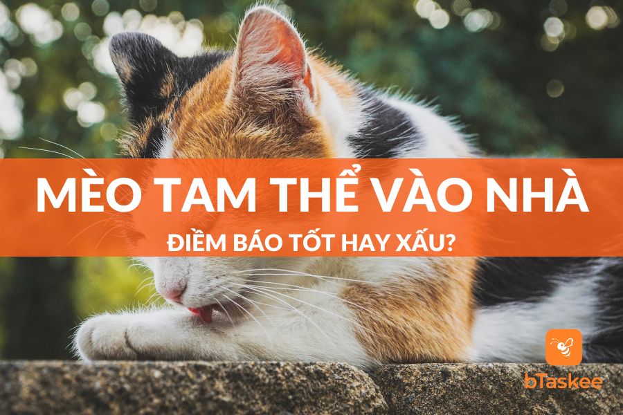 mèo tam thể vào nhà