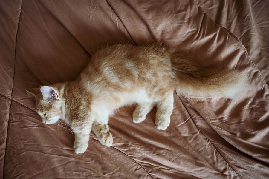 Năm 2003, giống mèo Munchkin chân ngắn đã chính thức được công nhận.
