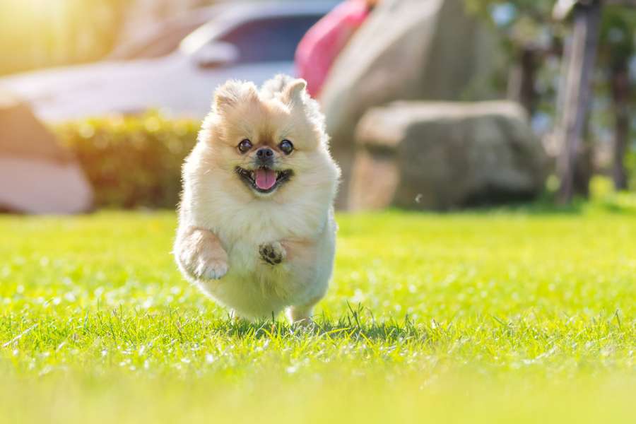 Chó Phốc Sóc lai Bắc Kinh là con lai F1 của giống chó Phốc Sóc và chó Bắc Kinh.
