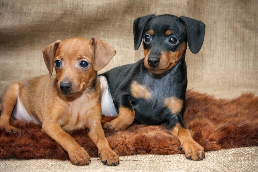 Chó phốc hay còn gọi là chó Miniature Pinscher, chúng có nguồn gốc từ Đức.