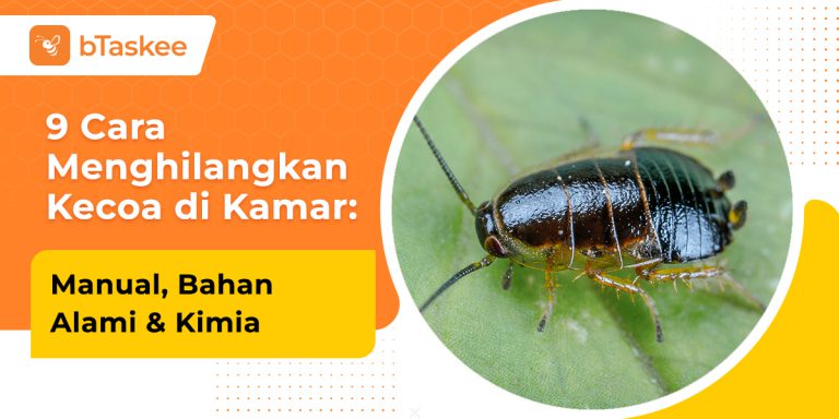 Cara menghilangkan kecoa di kamar