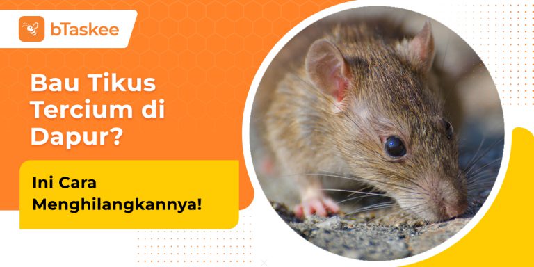 cara menghilangkan bau tikus di dapur