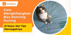 cara membersihkan bau kencing kucing di kasur