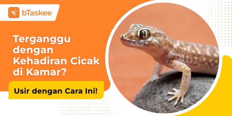 cara mengusir cicak di kamar