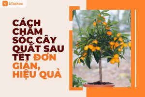 Cách Chăm Sóc Cây Quất Sau Tết Đơn Giản, Hiệu Quả, Chuẩn Chuyên Gia