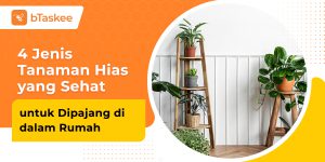 tanaman yang sehat di dalam rumah