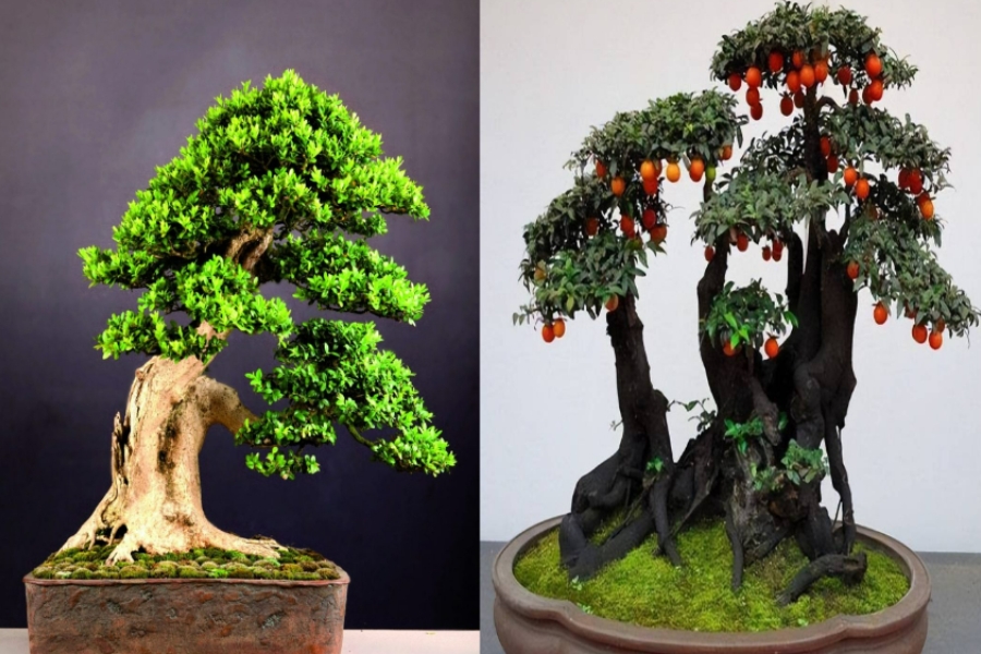 Bonsai như một tác phẩm nghệ thuật sống động, mang đến sự thư thái và bình yên.