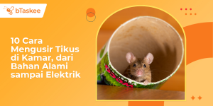 Cara Mengusir Tikus di Kamar